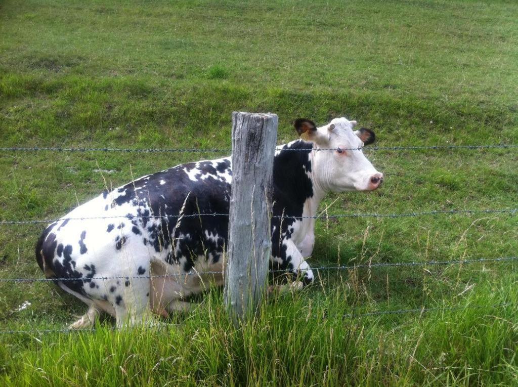 Hébergements Insolites dans tonneaux - Gite Le Coup de Foudre Vimoutiers Esterno foto