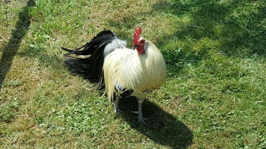 Hébergements Insolites dans tonneaux - Gite Le Coup de Foudre Vimoutiers Esterno foto