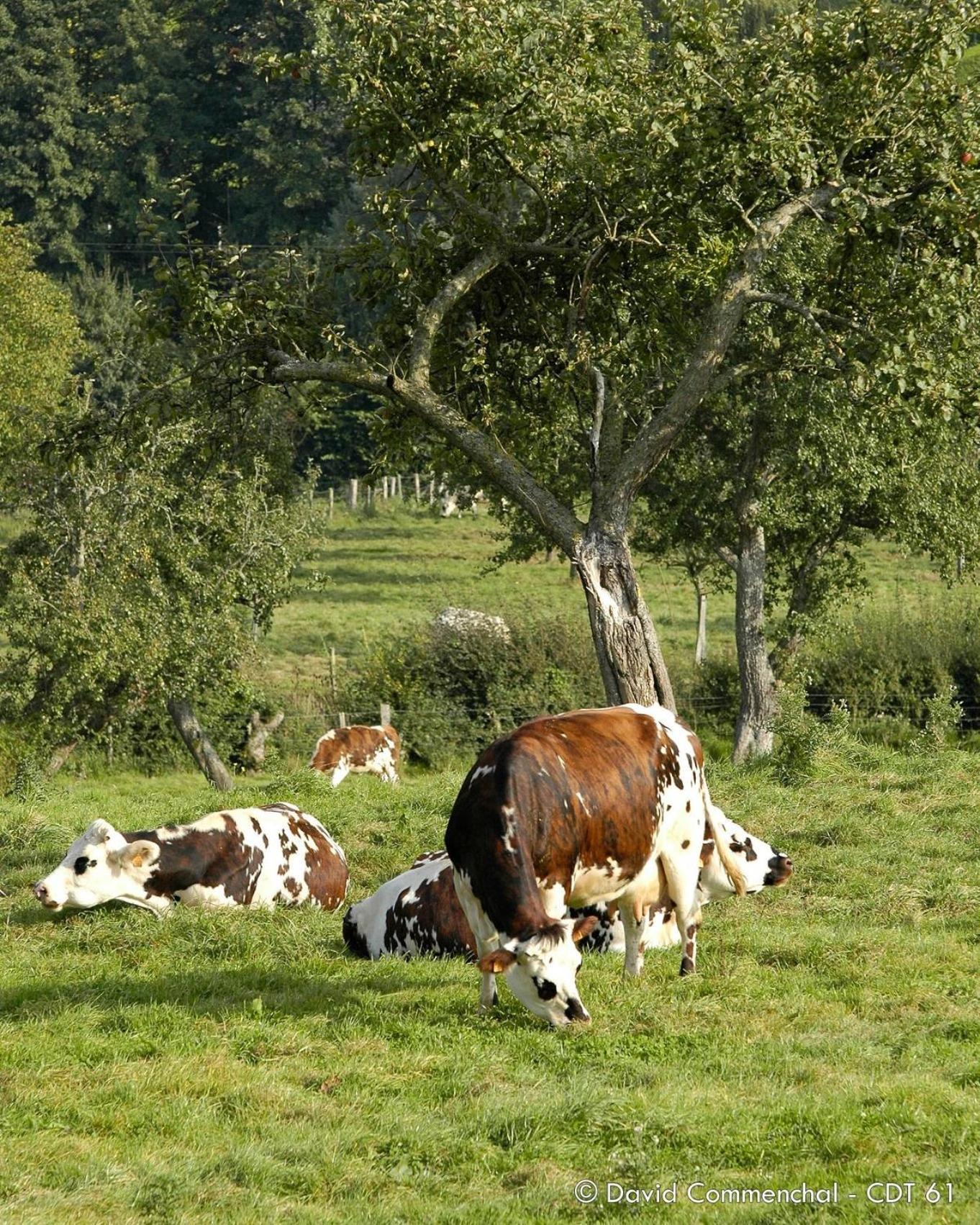 Hébergements Insolites dans tonneaux - Gite Le Coup de Foudre Vimoutiers Esterno foto